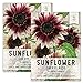 Photo Seed Needs, Cherry Rose Sunflower (Helianthus annuus) Twin Pack of 50 Seeds Each review