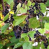 Wild Grape Vine Seeds (Vitis riparia) 10+ Michigan Wild Grape Seeds in FROZEN SEED CAPSULES for The Gardener & Rare Seeds Collector, Plant Seeds Now or Save Seeds for Years Photo, new 2024, best price $14.95 review