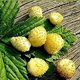 Seeds Alpine Strawberry Yellow Everbearing Indoor Berries Fruits for Planting Non GMO Photo, new 2024, best price $8.99 review