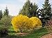 Photo Lynwood Gold Forsythia Bush - Yellow Flowering Shrub - Live Plants Shipped 2 Feet Tall by DAS Farms (No California) review