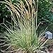 Photo Perennial Farm Marketplace Calamagrostis a. 'Overdam' (Feather Reed) Ornamental Grasses, Size-#1 Container, Variegated Foliage Yellow Spikes review
