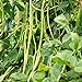 Foto 30 unids semillas de frijoles largos, deliciosa planta nutritiva de la granja de jardín para el hogar para la plantación del jardín del jardín al aire libre 1 Semillas de frijoles largos revisión