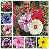 100+ Pcs Mixed Hibiscus Seeds Giant Flowers Perennial Flower - Ships from Iowa, USA Photo, new 2024, best price $7.98 ($0.08 / Count) review