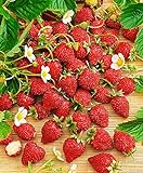 NIKA SEEDS - Fruit Alpine Strawberry Baron Solemacher Red - 100 Seeds Photo, new 2024, best price $8.95 ($0.09 / Count) review