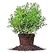 Photo Needlepoint Holly - Size: 1 Gallon, Live Plant, Includes Special Blend Fertilizer & Planting Guide review