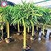Photo 40pcs graines de bambou style chinois Intérieur frais Moso Bambou Bonsai Graines Arbre Graines bricolage jardin plantation en pot Facile à cultiver examen