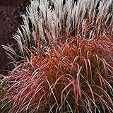 30+ MISCANTHUS Flame Grass Ornamental Grass/Hardy Perennial Photo, new 2024, best price $9.99 review