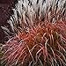 Photo 30+ MISCANTHUS Flame Grass Ornamental Grass/Hardy Perennial review