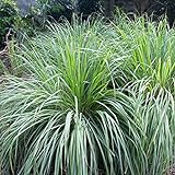 Outsidepride Lemon Grass Plant Seeds - 1000 Seeds Photo, new 2024, best price $6.49 review