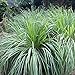 Photo Outsidepride Lemon Grass Plant Seeds - 1000 Seeds review