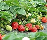 Strawberry Seeds 250 PCS for Planting in Pots Non GMO Photo, new 2024, best price $9.99 ($0.04 / Count) review