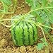 Foto 50 stücke seltene quadratische wassermelonsamen, köstliche obst hausgarten pflanze dekor zum pflanzengarten garten im freien 1. Einheitsgröße Rezension
