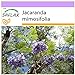 Foto SAFLAX - Palisandro - 50 semillas - Jacaranda mimosifolia revisión
