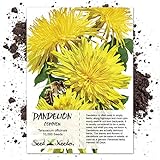 Seed Needs, Dandelion Herb (Taraxacum officinale) Bulk Package of 10,000 Seeds Non-GMO Photo, new 2024, best price $9.99 ($0.00 / Count) review