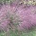 Photo Outsidepride Love Grass Purple - 1000 Seeds review