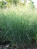 Perennial Farm Marketplace Panicum v. 'Cloud Nine' (Blue Switchgrass) Ornamental Grass, Size-#1 Container, Green Foliage with Airy Blooms Photo, new 2024, best price $14.95 review
