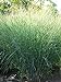 Photo Perennial Farm Marketplace Panicum v. 'Cloud Nine' (Blue Switchgrass) Ornamental Grass, Size-#1 Container, Green Foliage with Airy Blooms review