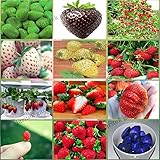 12 paquetes diferentes semillas de fresa (verde, blanco, negro, rojo, azul, gigante, Mini, Bonsai, rojo normal, Pineberry) E3508 Foto, nuevo 2024, mejor precio 6,99 € revisión