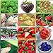 Foto 12 paquetes diferentes semillas de fresa (verde, blanco, negro, rojo, azul, gigante, Mini, Bonsai, rojo normal, Pineberry) E3508 revisión