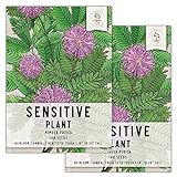 Seed Needs, Sensitive Plant (Mimosa pudica) Twin Pack of 100 Seeds Each Photo, new 2024, best price $8.85 ($0.04 / Count) review