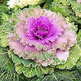 Outsidepride Ornamental Kale - 1000 Seeds Photo, new 2024, best price $6.49 review