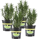 Bonnie Plants Rosemary Live Edible Aromatic Herb Plant - 4 Pack, Perennial In Zones 8 to 10, Great for Cooking & Grilling, Italian & Mediterranean Dishes, Vinegars & Oils, Breads Photo, new 2024, best price $23.26 ($5.82 / Count) review