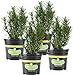 Photo Bonnie Plants Rosemary Live Edible Aromatic Herb Plant - 4 Pack, Perennial In Zones 8 to 10, Great for Cooking & Grilling, Italian & Mediterranean Dishes, Vinegars & Oils, Breads review