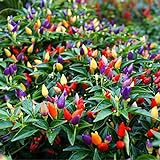 50PCS Garden Ornamental Hot Pepper Seed Organic Chilli Pepper Seeds Photo, new 2024, best price $4.39 ($0.09 / Count) review