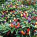Photo 50PCS Garden Ornamental Hot Pepper Seed Organic Chilli Pepper Seeds review