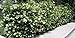 Photo Ligustrum Japonicum 'Recurvifolium' - Curled Leaf Privet - 20 Live Plants - Evergreen Privacy Hedge review