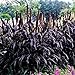 Photo Park Seed Purple Majesty Hybrid Ornamental Millet Seeds review