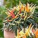 Photo Medusa,Edible Ornamental Pepper -(Capsicum Annuum ) 10 Seeds review