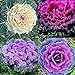 Photo KETERE Colorful Japanese Ornamental Cabbage Osaka Mix Seeds for Planting Around 100 Pcs Seeds review