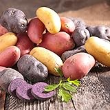 Organic US Grown Potato Medley Mix - 10 Seed Potatoes Mixed Colors Red, Purple and Yellow from Easy to Grow Bulbs TM Photo, new 2024, best price $13.99 review