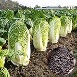 Chinesischer Kohlsamen, 1 Beutel Chinakohl Samen Produktive schnellen Core Wrapping Compact Bulb nahrhaften Gemüsesamen für Yard Foto, neu 2024, bester Preis 0,01 € Rezension