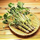 200pcs / lot Semillas wasabi, vegetal de semillas de rábano picante japonés para plantar fácil crecer Bonsai Plantas del jardín de DIY Plantas Foto, nuevo 2024, mejor precio 4,99 € revisión