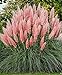 Photo Ecowus Pink Pampas Grass Cortaderia Selloana Rosea Ornamental Flower - 200 Seeds review