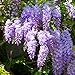 Foto 20 piezas de semillas de glicina Hojas perennes Resistente Decoración de flores púrpuras del jardín casero de la semilla del árbol de la vid trepadora fácil de plantar revisión