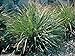 Photo Gamma Grass -50 Seeds(Tripsacum dactyloides) Warm-Season Perennial ~Ornamental ! review