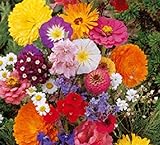 Lot de 50 Graines fleurs en malange a couper jardin colorés fleurs + ou - cornues 40-60 cm semence Photo, nouveau 2024, meilleur prix 4,39 € (0,09 € / unité) examen