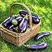 Photo 500+ Purple Aubergine Eggplant Seeds Non-GMO Vegetable review