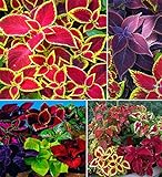 100+ Rare Mixed Coleus Flowers Seeds Rainbow Coleus Wizard Mixed Perennial Foliage Plant Photo, new 2024, best price $8.00 ($0.08 / Count) review
