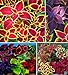 Photo 100+ Rare Mixed Coleus Flowers Seeds Rainbow Coleus Wizard Mixed Perennial Foliage Plant review