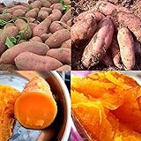 Sweet Potato Seeds, 50Pcs Purple Sweet Potato Seeds Nutrition Delicious Vegetable Bonsai Plants, Flower Seeds Plant Seeds Sweet Potato 50pcs Photo, new 2024, best price $10.99 ($0.22 / Count) review