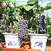 Foto 50pcs semillas de uva negro semillas de uva bonsai frutales enanos crecen las uvas árbol fácil semillas de frutas japoneses para plantar jardín de su casa revisión