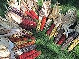 225 Iowa Indian Corn-Ornamental Seeds High Yeild Colorful Large Ears Photo, new 2024, best price $16.98 review