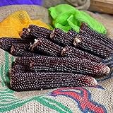 Ornamental Corn Seeds - Ruby Red - 1,000 Seeds Photo, new 2024, best price $11.99 ($0.01 / Count) review