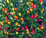 CEMEHA SEEDS Rare Pepper Ornamental Dwarf Mix Vegetable Indoor Heirloom Organic Non-GMO Photo, new 2024, best price $6.95 ($0.14 / Count) review