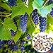 Foto Oce180anYLVUK Grape Seeds,50 Stück/Beutel Traubenkerne Phyto-Nährstoffe Reich an Vitaminen Mehrjährige Topffruchtsamen für den Balkon Grape Seeds Rezension