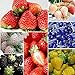Foto Oce180anYLVUK Erdbeersamen, 100 Stück/Beutel Mehrfarbige Vitaminreiche Erdbeersamen GVO-freie Fruchtsämlinge Für Die Landwirtschaft Schwarz Rezension